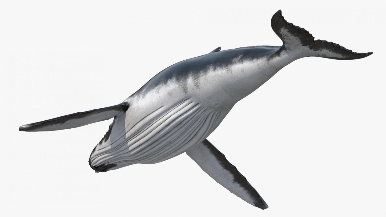 Realistic Humpback Whale 3D model