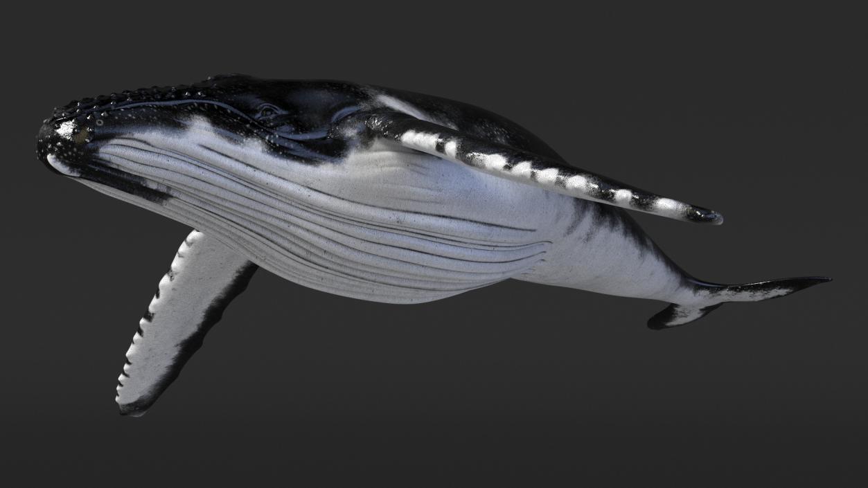 Realistic Humpback Whale 3D model