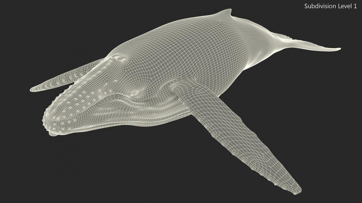 Realistic Humpback Whale 3D model