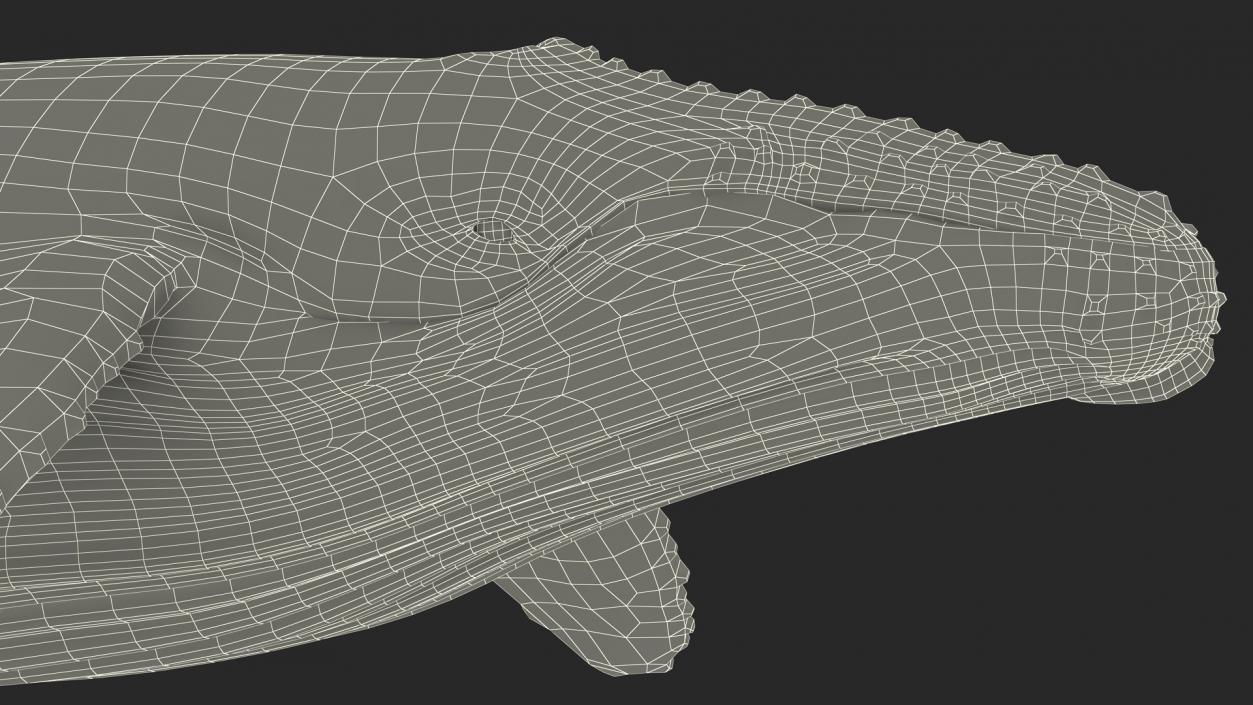 Realistic Humpback Whale 3D model