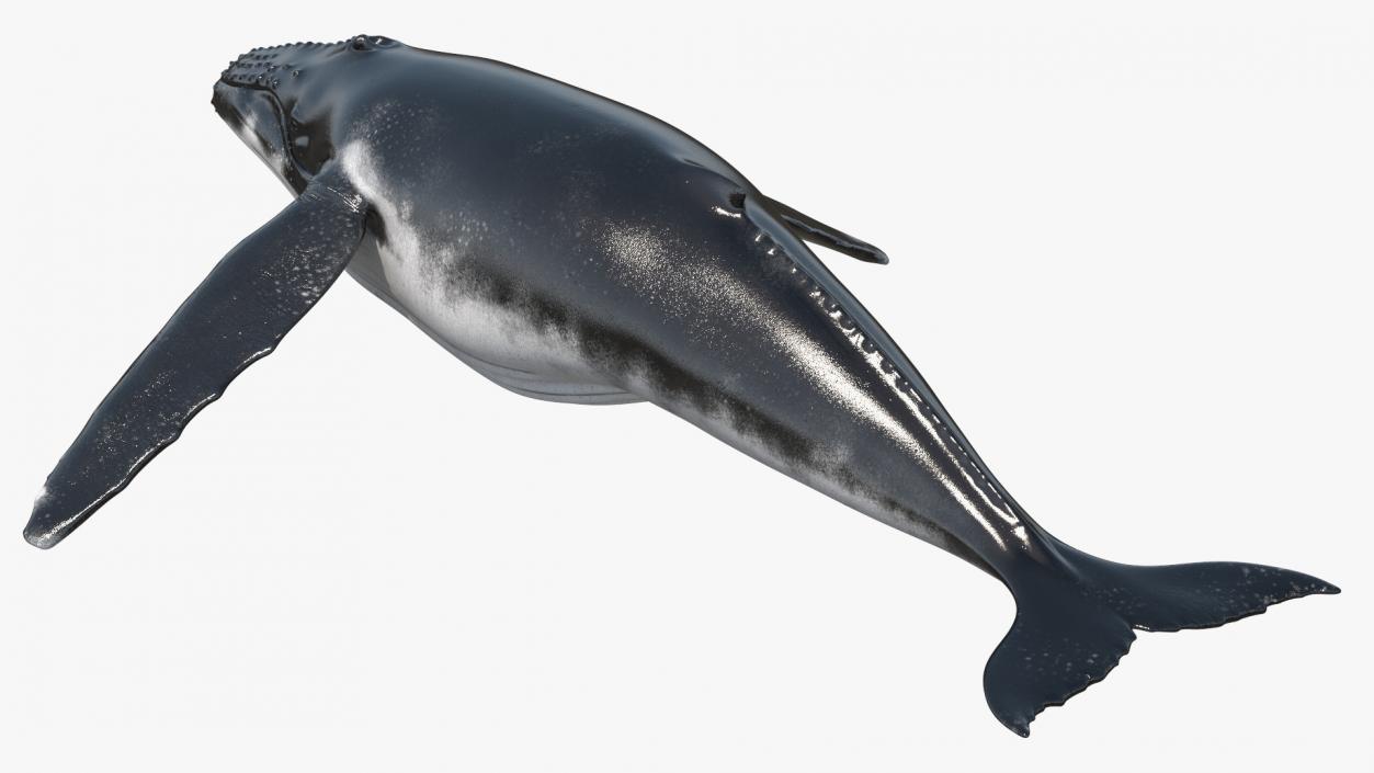 Realistic Humpback Whale 3D model