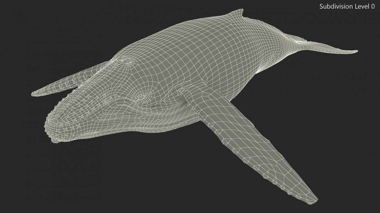 Realistic Humpback Whale 3D model