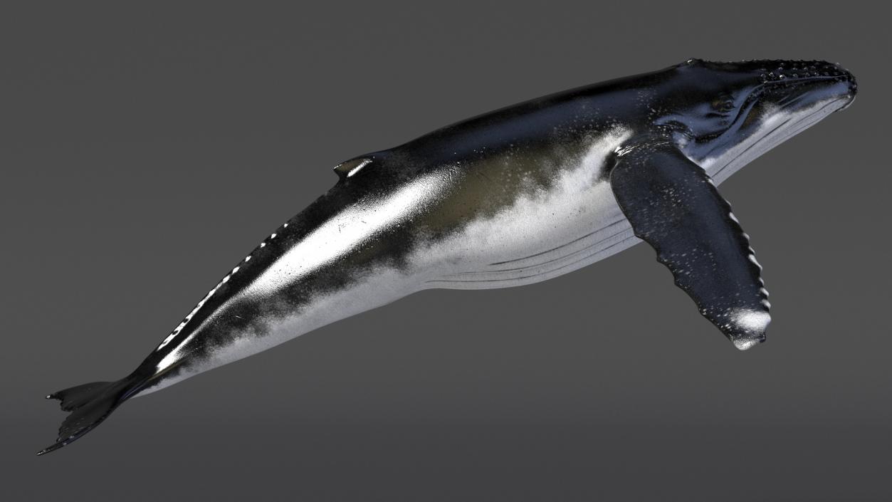 Realistic Humpback Whale 3D model