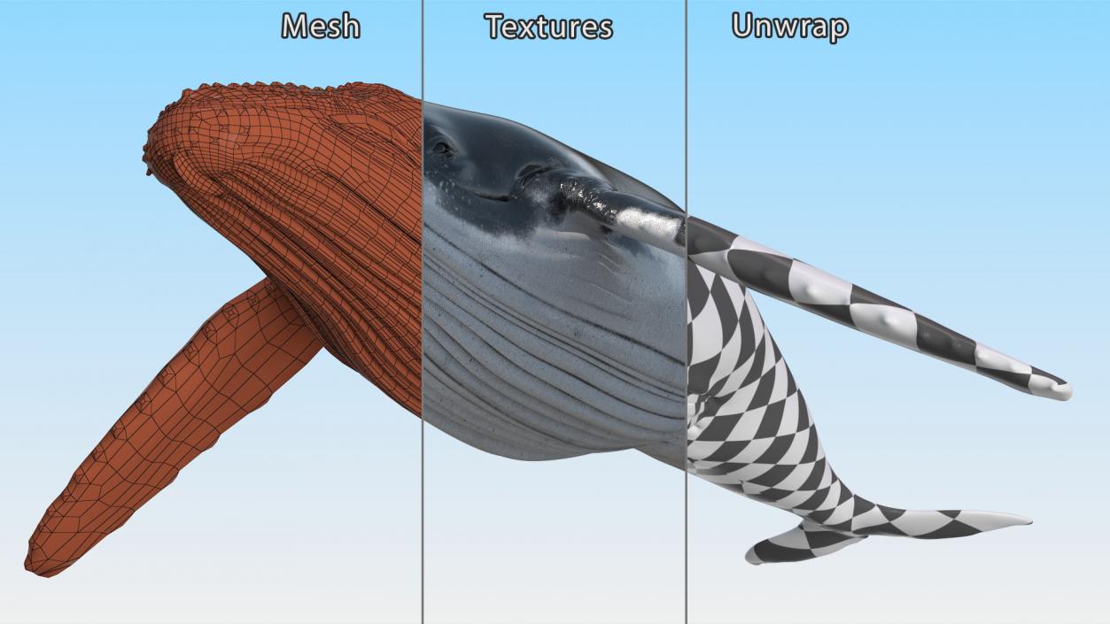 Realistic Humpback Whale 3D model