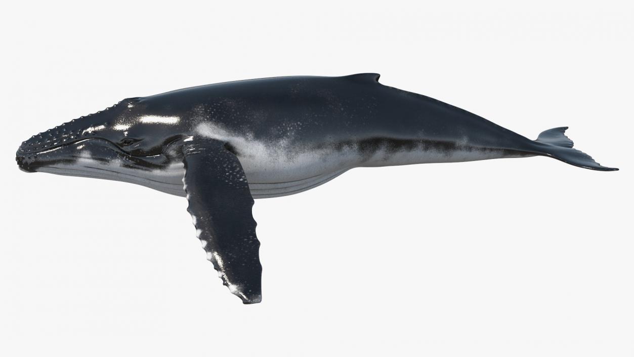 Realistic Humpback Whale 3D model