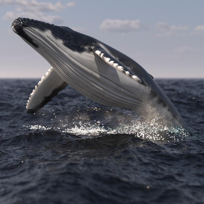 Realistic Humpback Whale 3D model