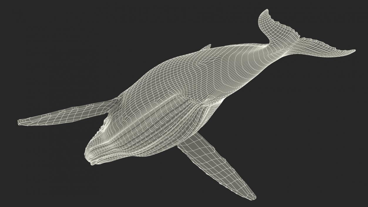 Realistic Humpback Whale 3D model