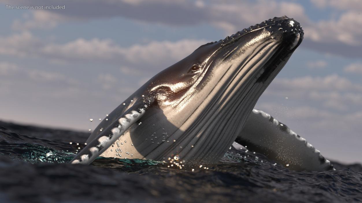 Realistic Humpback Whale 3D model