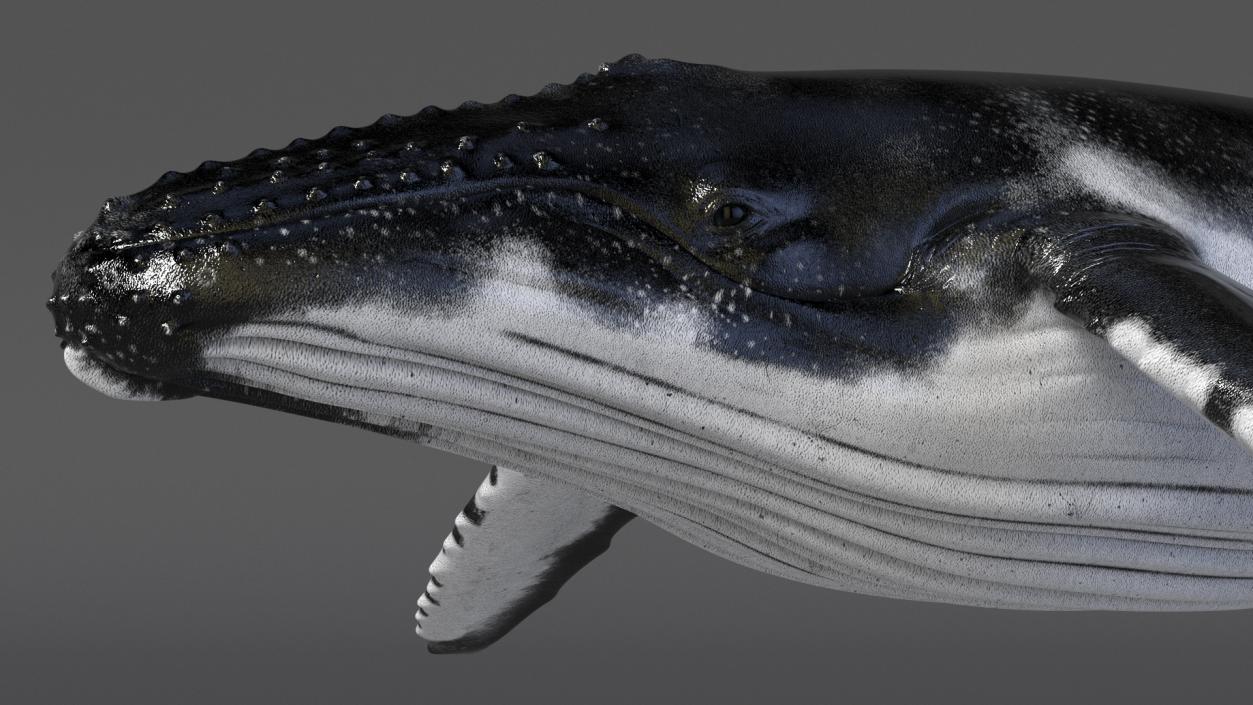 Realistic Humpback Whale 3D model