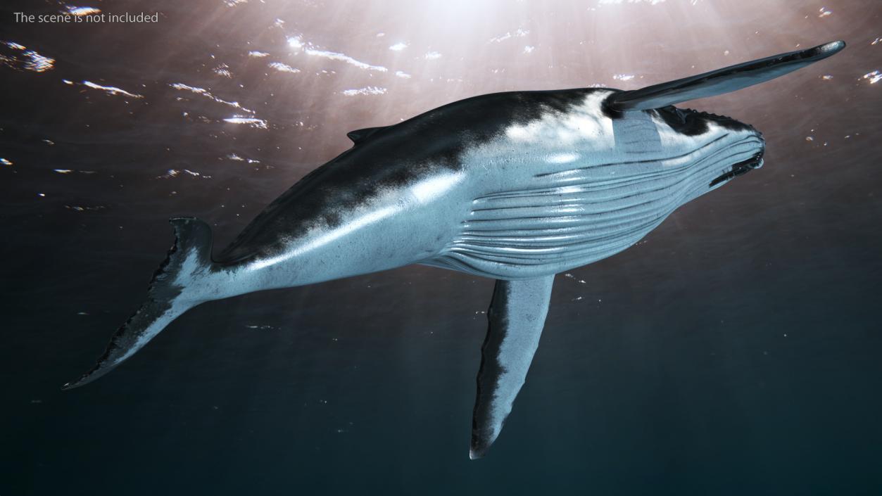 Realistic Humpback Whale 3D model