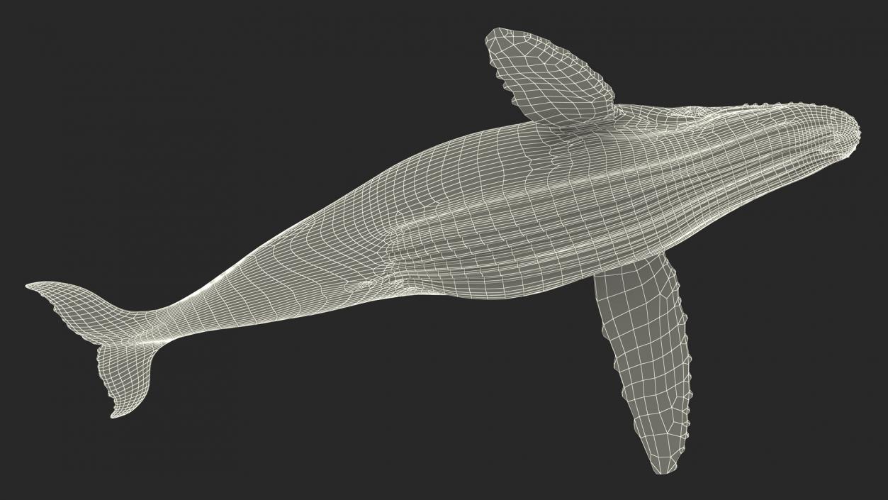 Realistic Humpback Whale 3D model