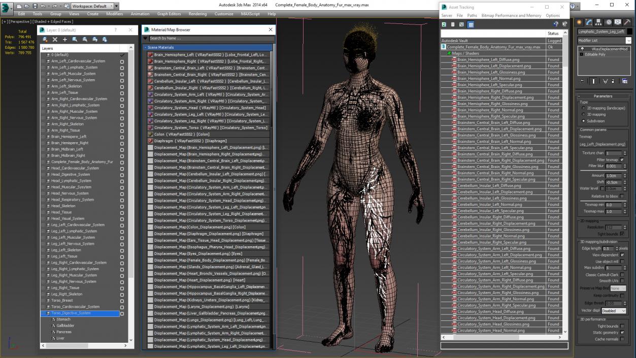 Complete Female Body Anatomy Fur 3D