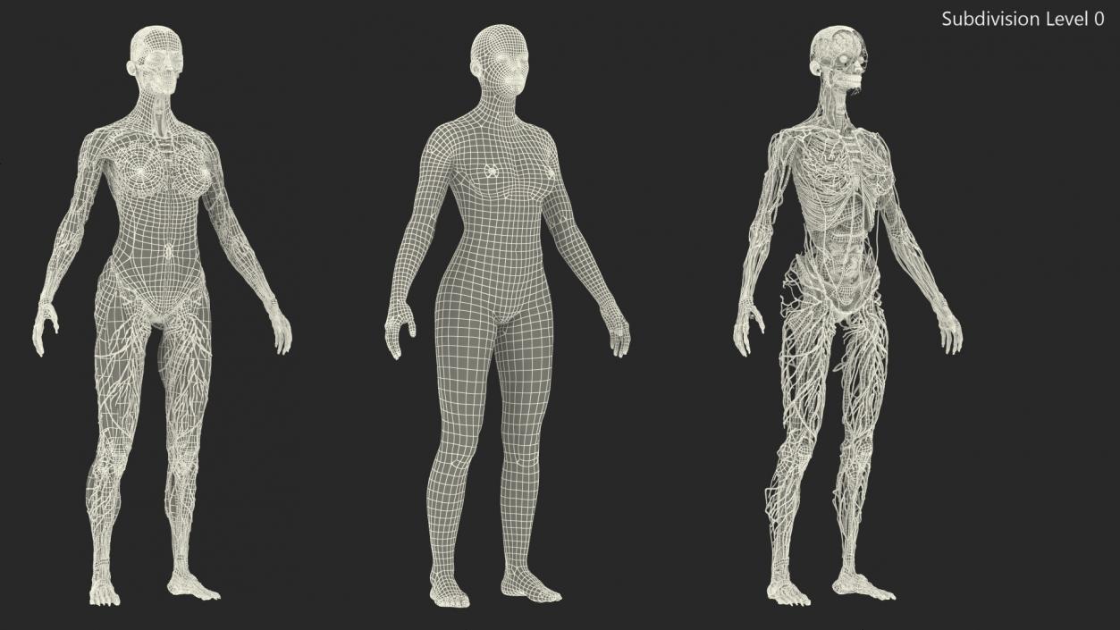 Complete Female Body Anatomy Fur 3D