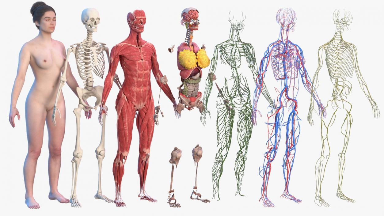 Complete Female Body Anatomy Fur 3D