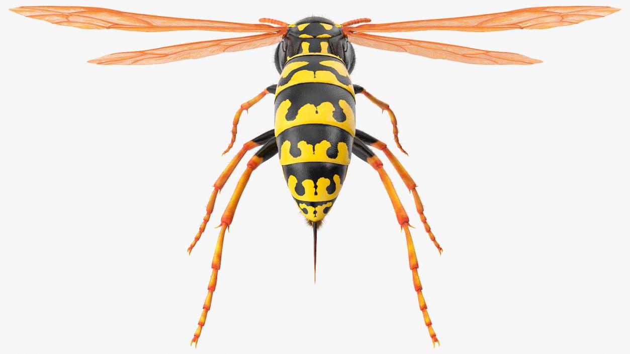 3D model Vespid Wasp Fur