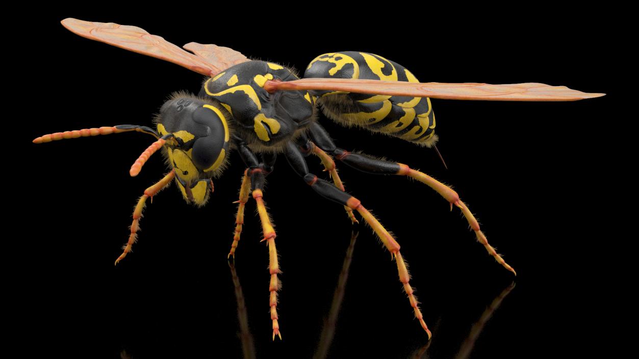 3D model Vespid Wasp Fur