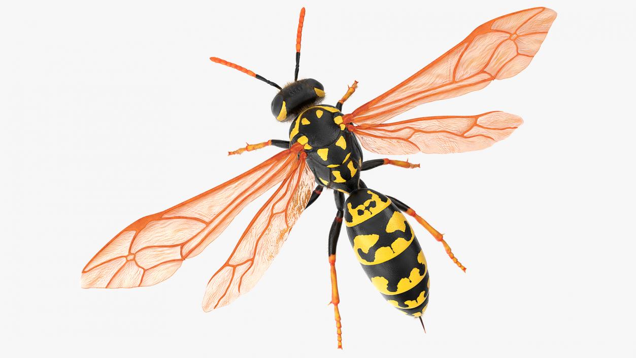 3D model Vespid Wasp Fur