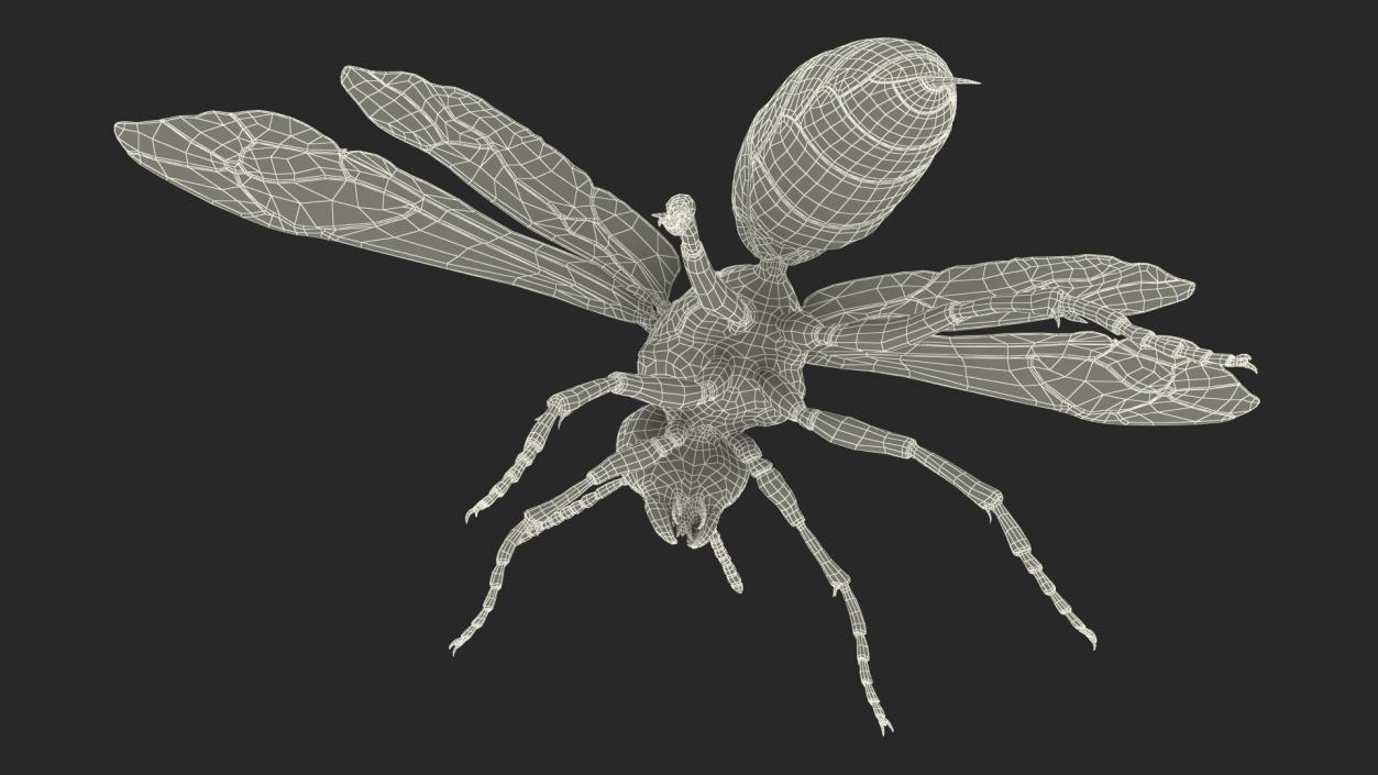 3D model Vespid Wasp Fur