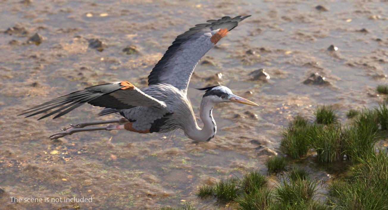 3D Great Blue Heron in Flight