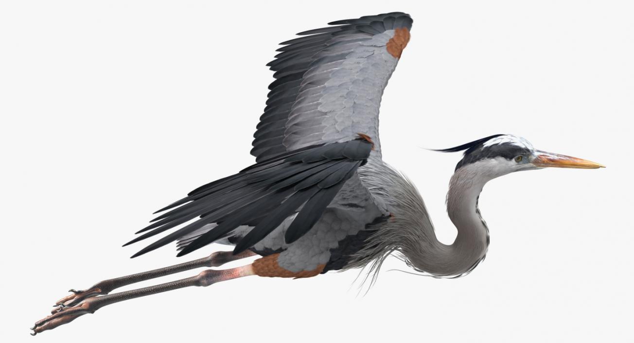 3D Great Blue Heron in Flight