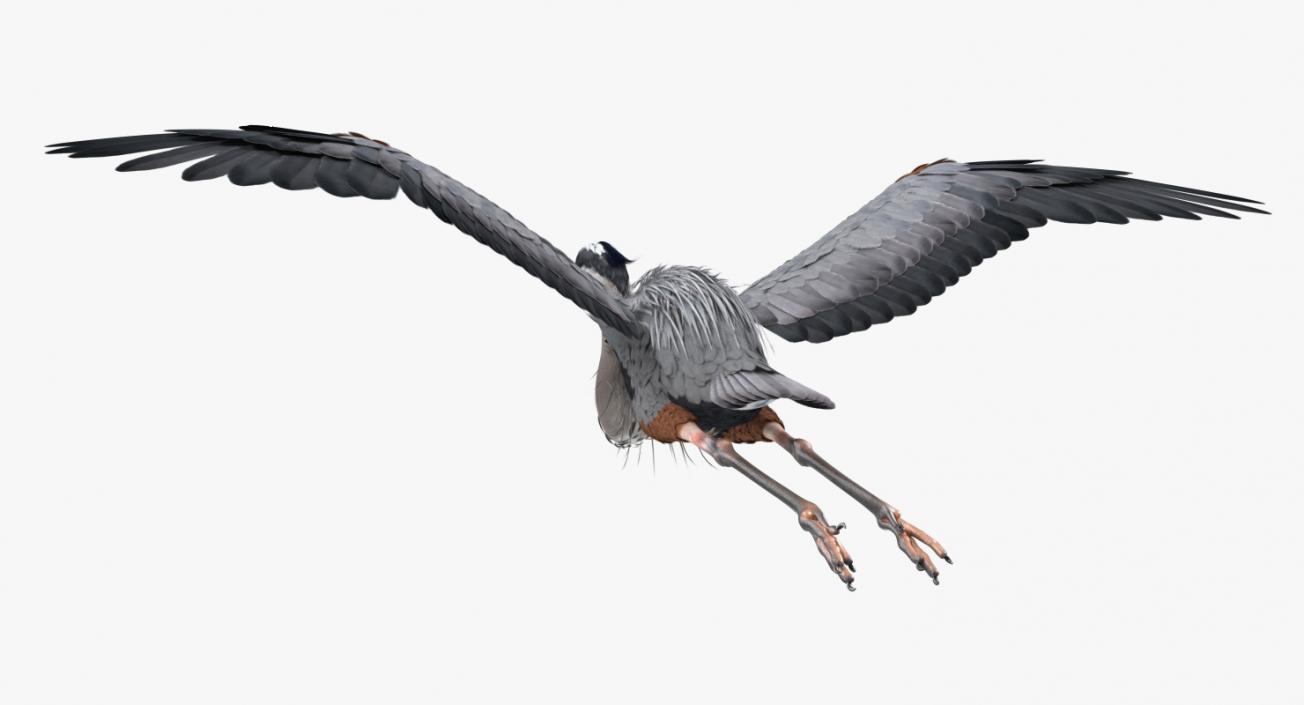 3D Great Blue Heron in Flight