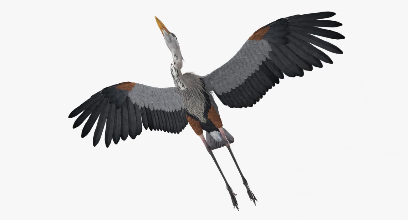 3D Great Blue Heron in Flight