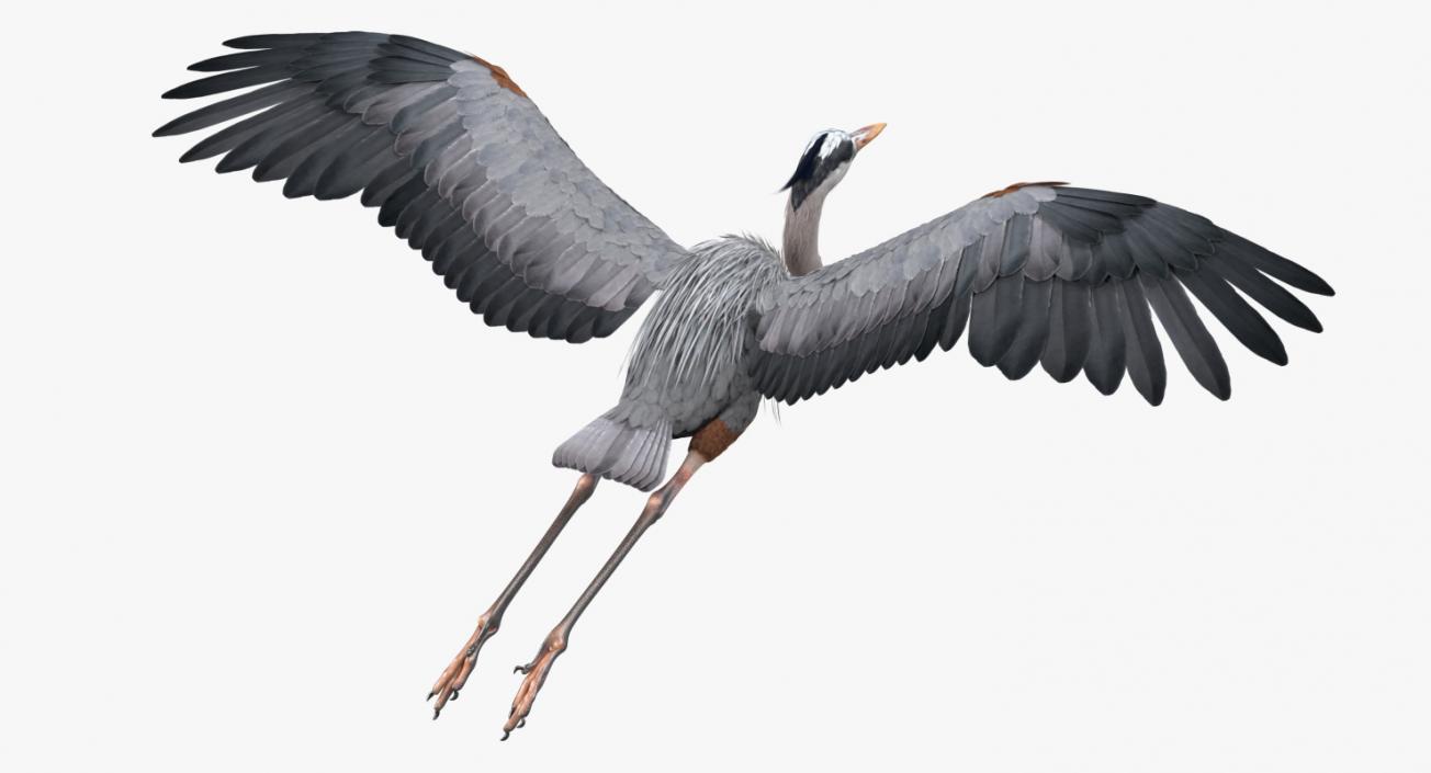 3D Great Blue Heron in Flight