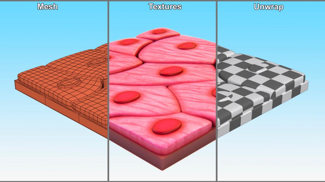 3D Skin Cells Collection 3 model