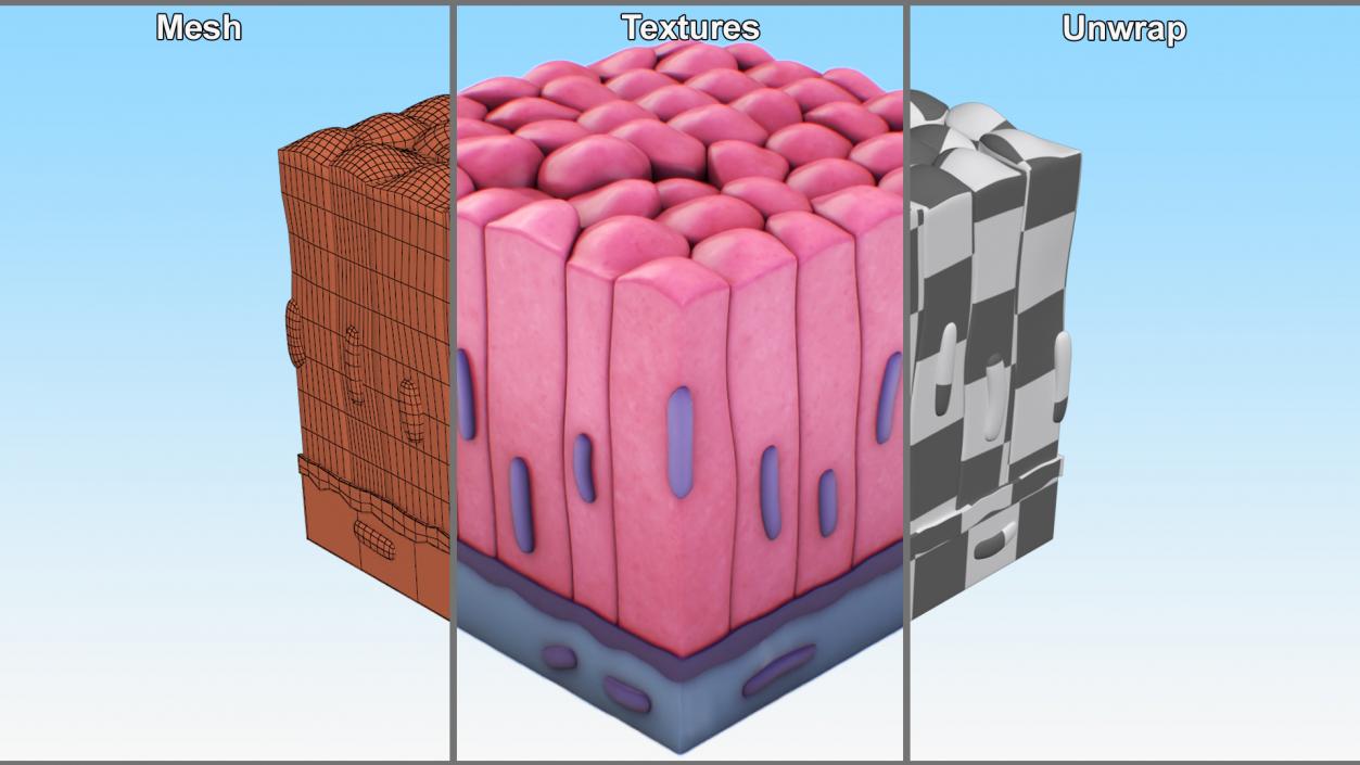 3D Skin Cells Collection 3 model