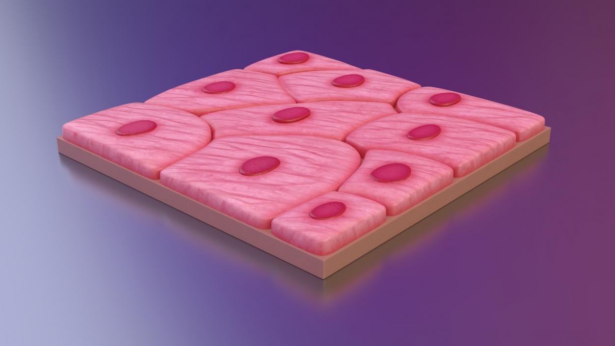 3D Skin Cells Collection 3 model