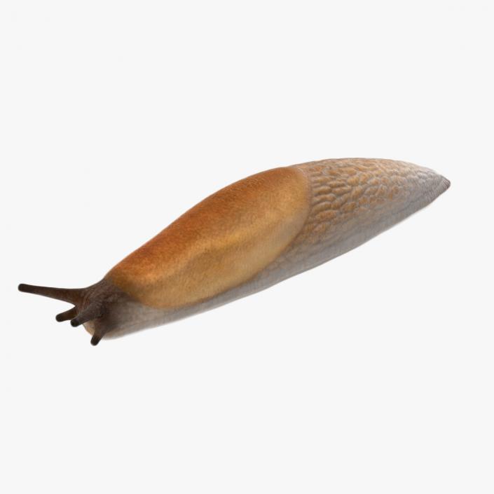 3D Spanish Slug Rigged for Maya model