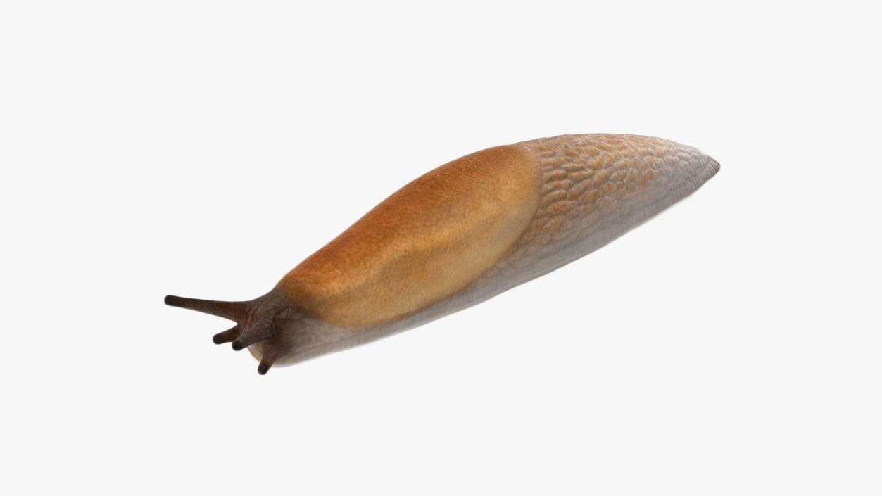 3D Spanish Slug Rigged for Maya model