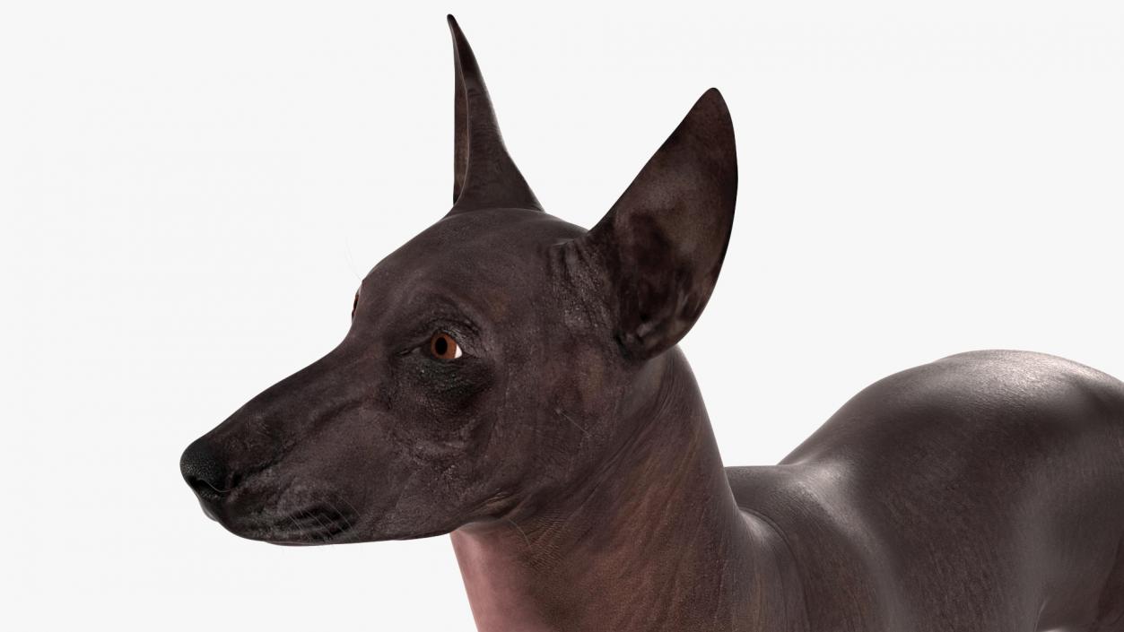 3D Xoloitzcuintli Rare Breed Mexican Dog with Muzzle 3