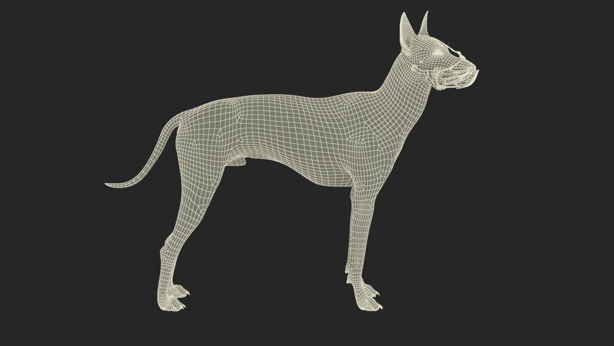 3D Xoloitzcuintli Rare Breed Mexican Dog with Muzzle 3