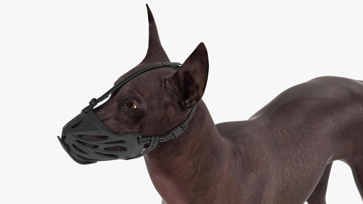 3D Xoloitzcuintli Rare Breed Mexican Dog with Muzzle 3