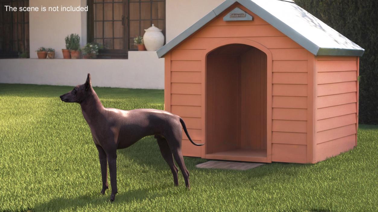 3D Xoloitzcuintli Rare Breed Mexican Dog with Muzzle 3