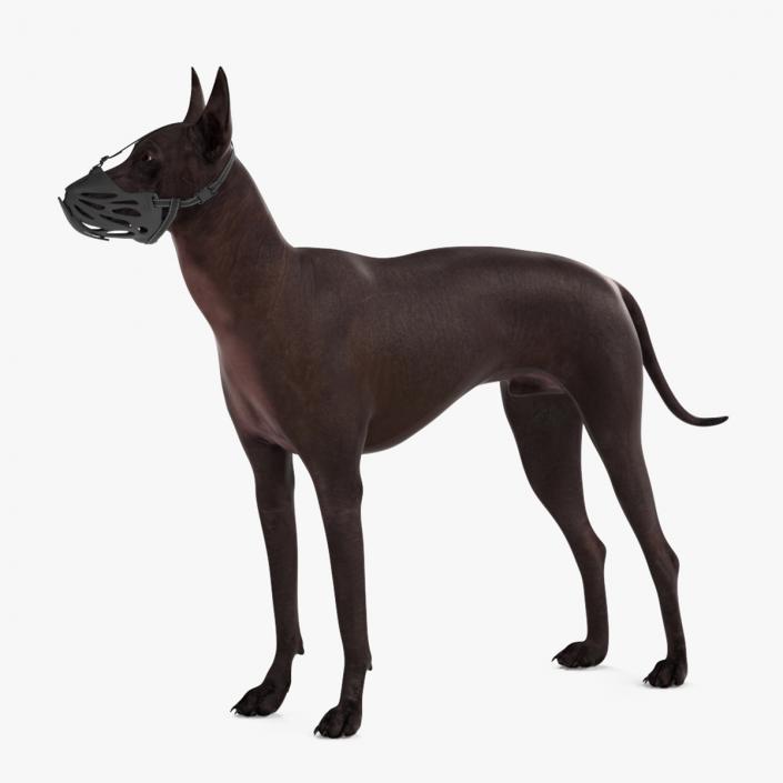 3D Xoloitzcuintli Rare Breed Mexican Dog with Muzzle 3