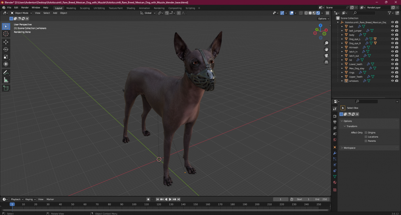 3D Xoloitzcuintli Rare Breed Mexican Dog with Muzzle 3