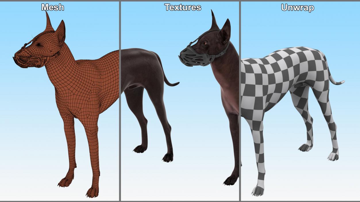 3D Xoloitzcuintli Rare Breed Mexican Dog with Muzzle 3