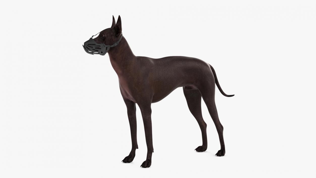 3D Xoloitzcuintli Rare Breed Mexican Dog with Muzzle 3