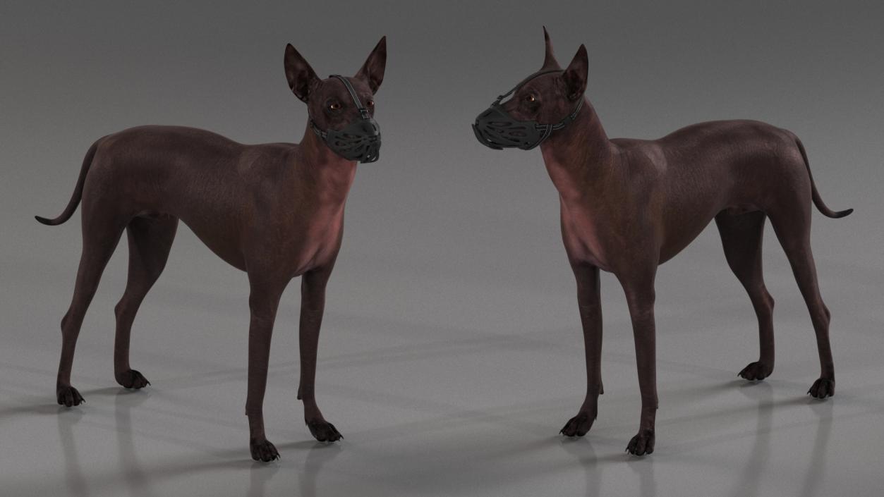 3D Xoloitzcuintli Rare Breed Mexican Dog with Muzzle 3