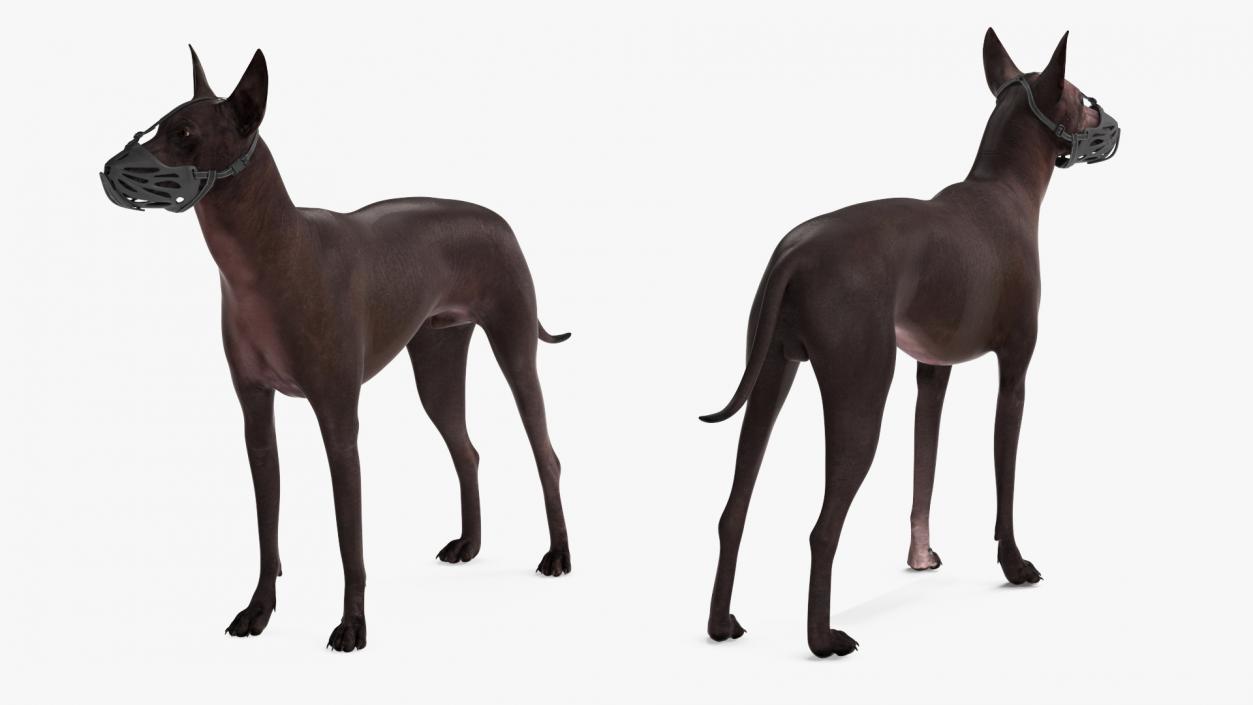 3D Xoloitzcuintli Rare Breed Mexican Dog with Muzzle 3