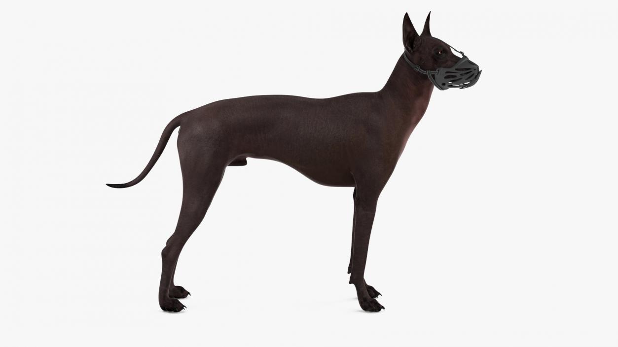 3D Xoloitzcuintli Rare Breed Mexican Dog with Muzzle 3