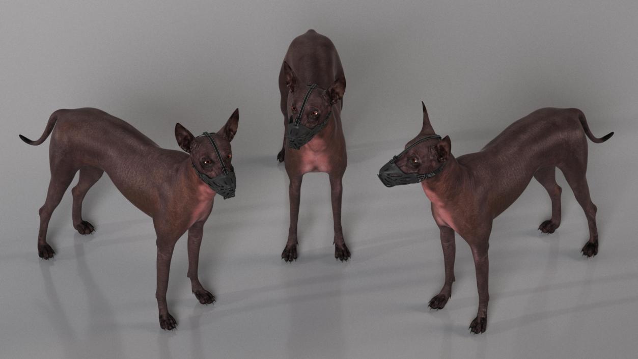 3D Xoloitzcuintli Rare Breed Mexican Dog with Muzzle 3