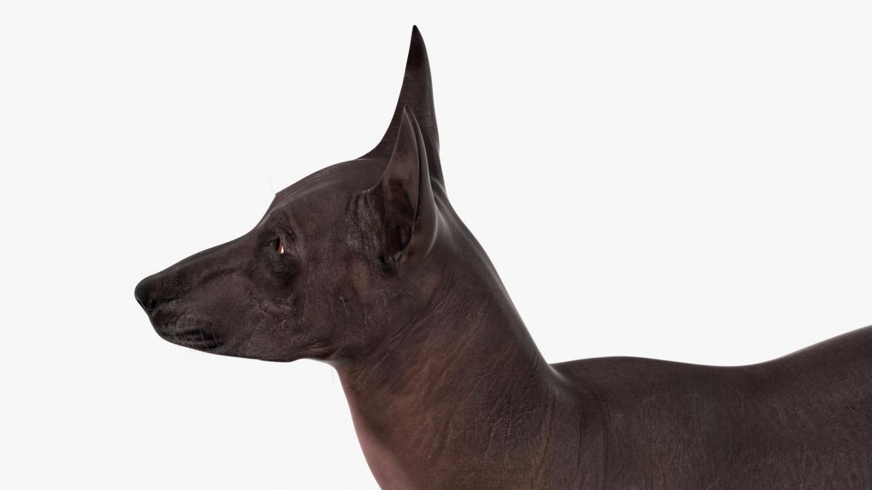 3D Xoloitzcuintli Rare Breed Mexican Dog with Muzzle 3