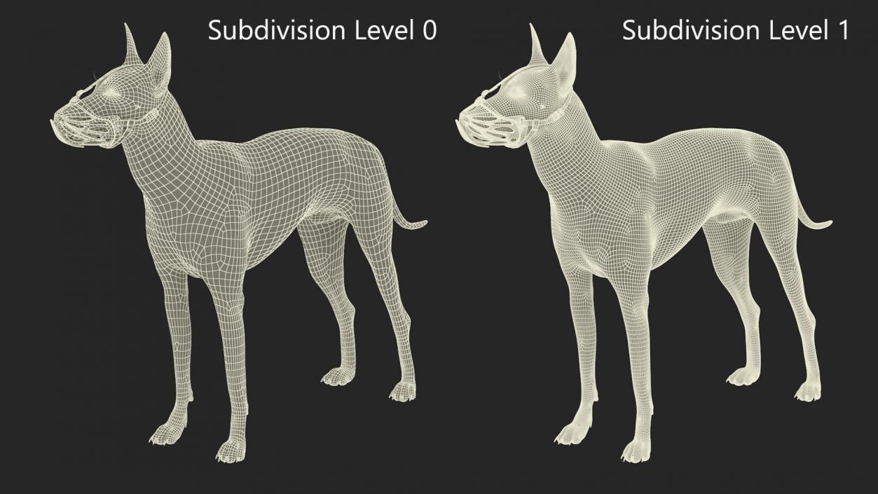 3D Xoloitzcuintli Rare Breed Mexican Dog with Muzzle 3