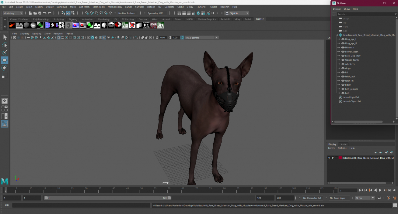 3D Xoloitzcuintli Rare Breed Mexican Dog with Muzzle 3