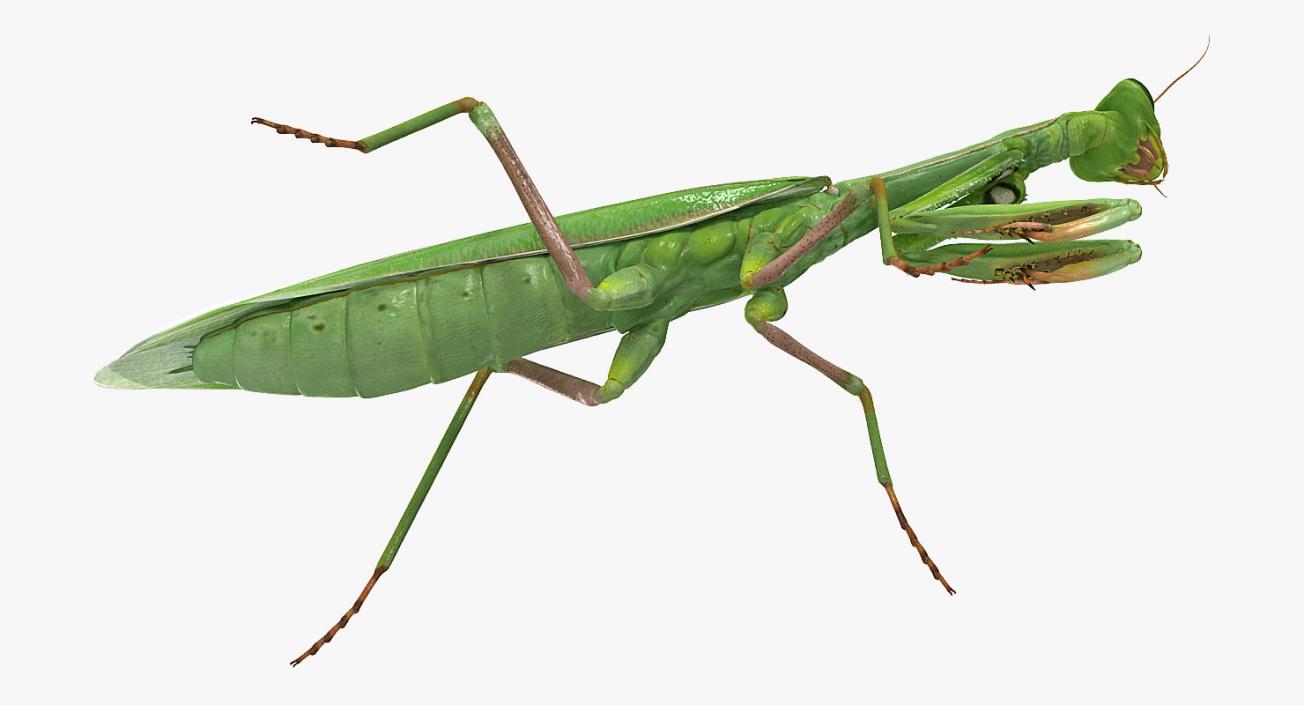 Mantis Religiosa Large Hemimetabolic Insect With Fur 3D