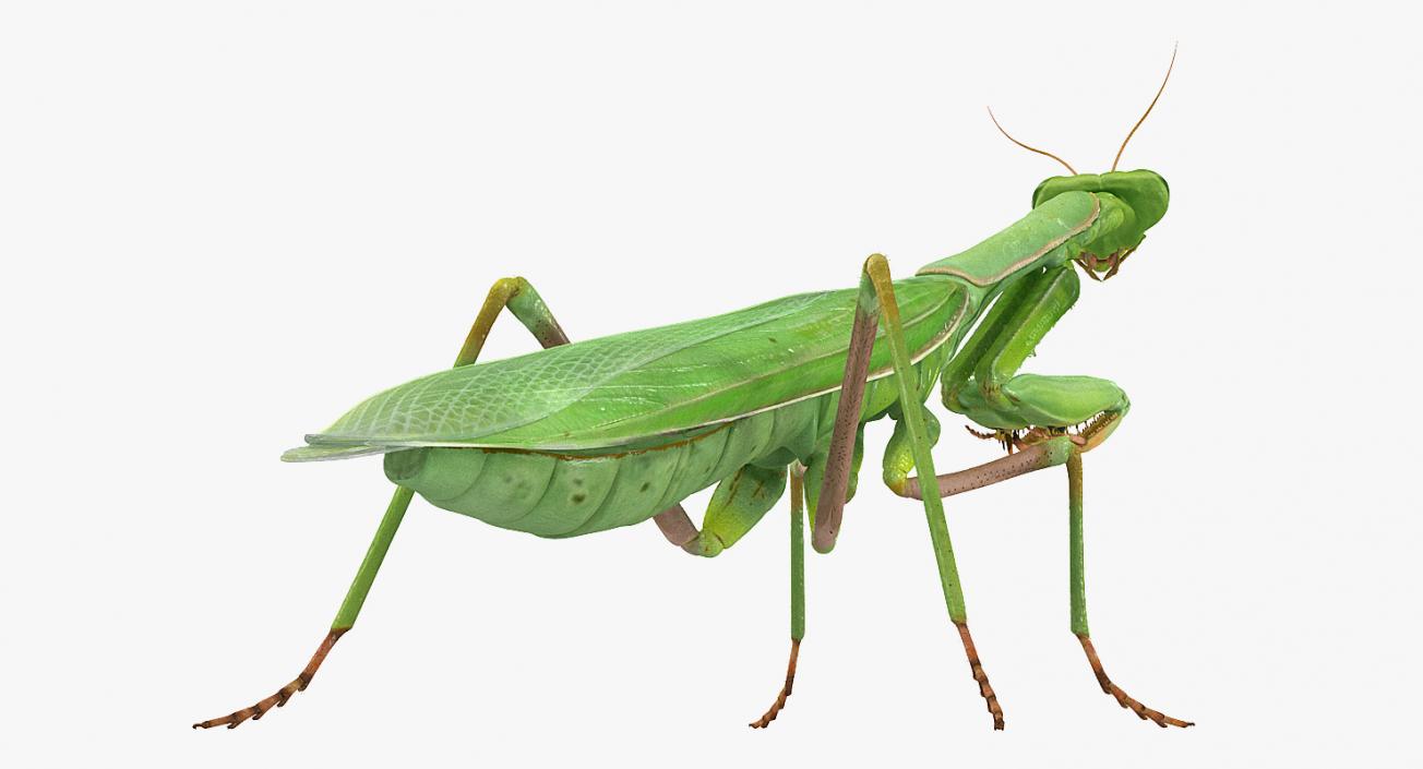 Mantis Religiosa Large Hemimetabolic Insect With Fur 3D