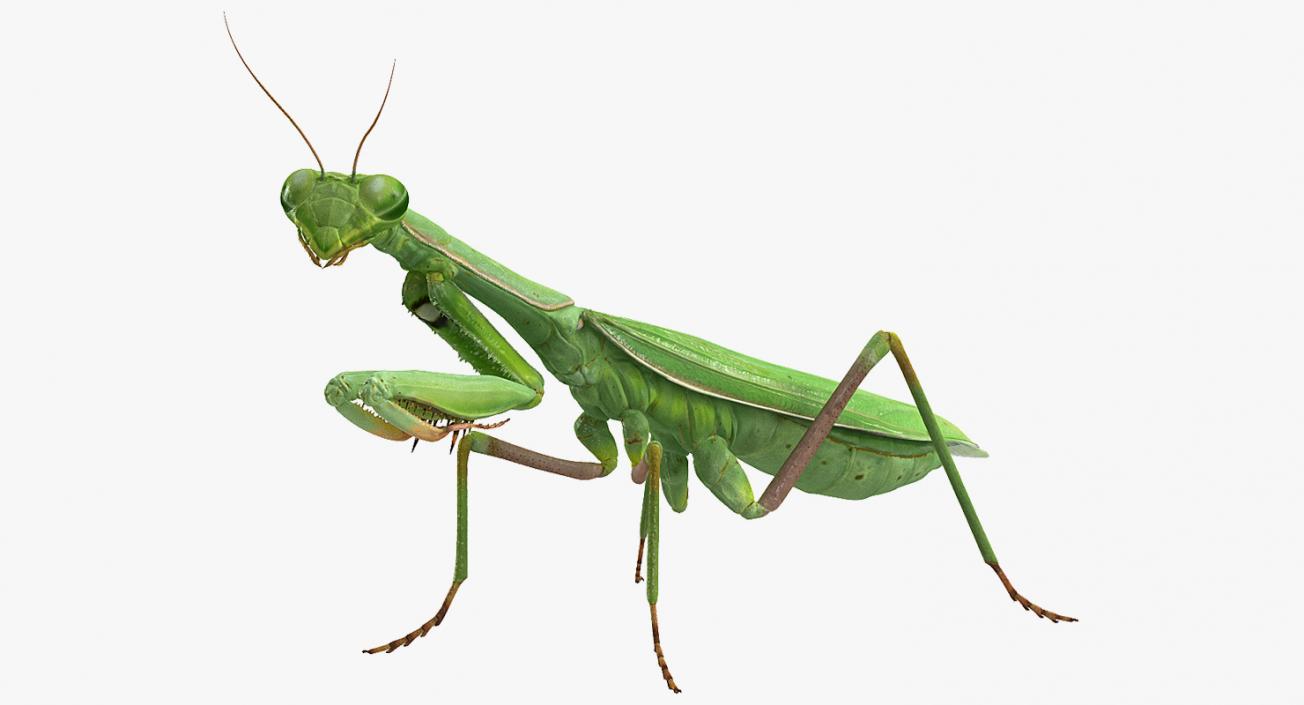 Mantis Religiosa Large Hemimetabolic Insect With Fur 3D